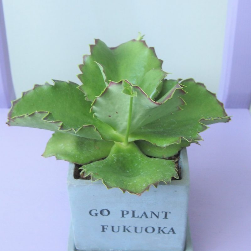 mala KALANCHOE マーラカランコエ ワンピース F チャコールグレー