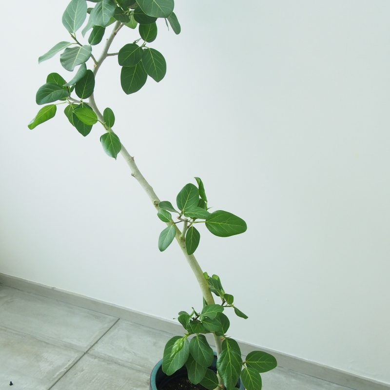 フィカス・ベンガレンシス（曲がり） – 福岡観葉植物 – GO PLANT FUKUOKA