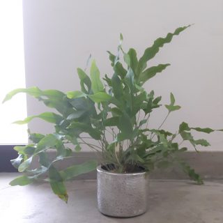 フレボディウム オーレウム ブルースター 福岡観葉植物 Go Plant Fukuoka