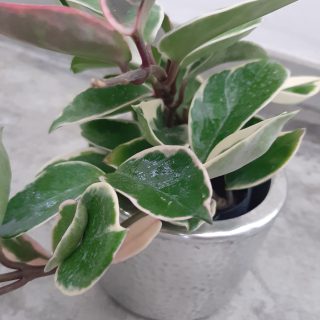 ホヤ カルノーサ リップカラー 福岡観葉植物 Go Plant Fukuoka