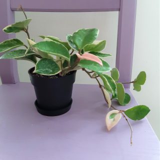 ホヤ カルノーサ リップカラー 福岡観葉植物 Go Plant Fukuoka