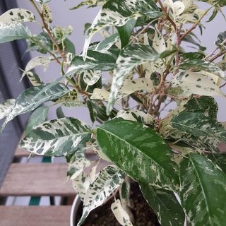 ベンジャミン シルバースター – 福岡観葉植物 – GO PLANT FUKUOKA