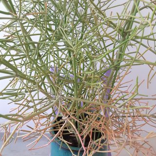 即発送可能】 おかもミルクブッシュ高さ約2m 植物/観葉植物